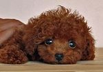 IMG_0081-a4pg.jpg